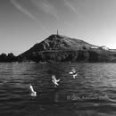 seabirds at cape